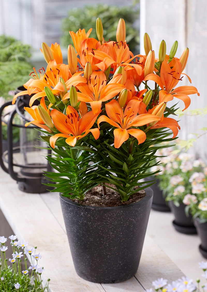 Plantogallery Pot Lilium Dwarf Variety "Orange Matrix" (Orange)