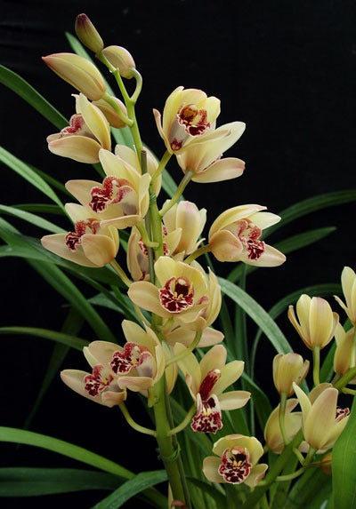 orchid cymbidium mix