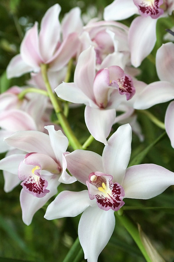 orchid bulb 