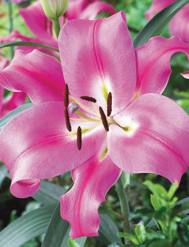 Plantogallery Scented Oriental Lily Robina Imported Flower Bulbs Size 14/16