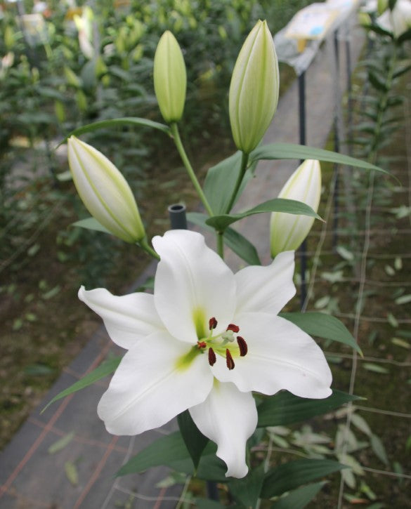 Plantogallery Scented Oriental Lily Tisento Imported Flower Bulbs Size 14/16