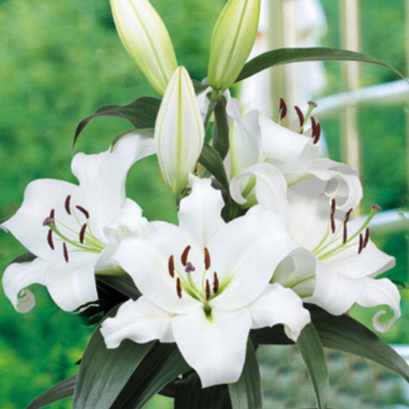 Plantogallery Scented Oriental Lily Tisento Imported Flower Bulbs Size 14/16