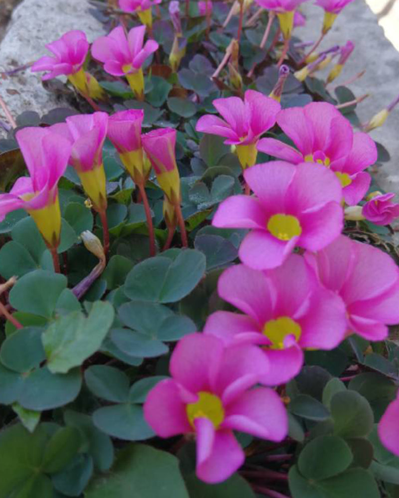 Plantogallery Oxalis Alba Flower Bulbs (Pink)