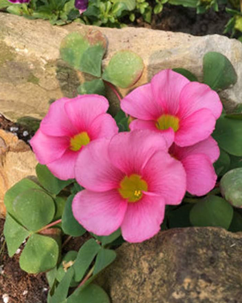 Plantogallery Oxalis Alba Flower Bulbs (Pink)