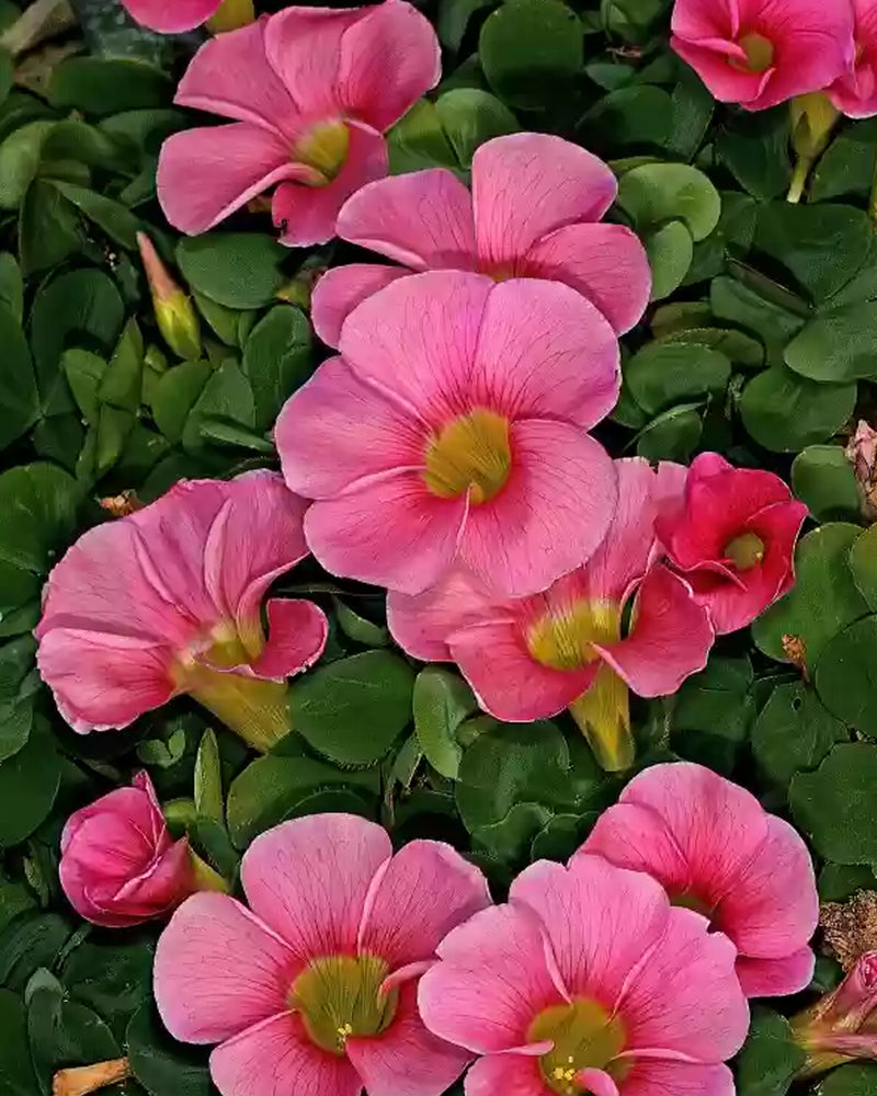 Plantogallery Oxalis Alba Flower Bulbs (Pink)