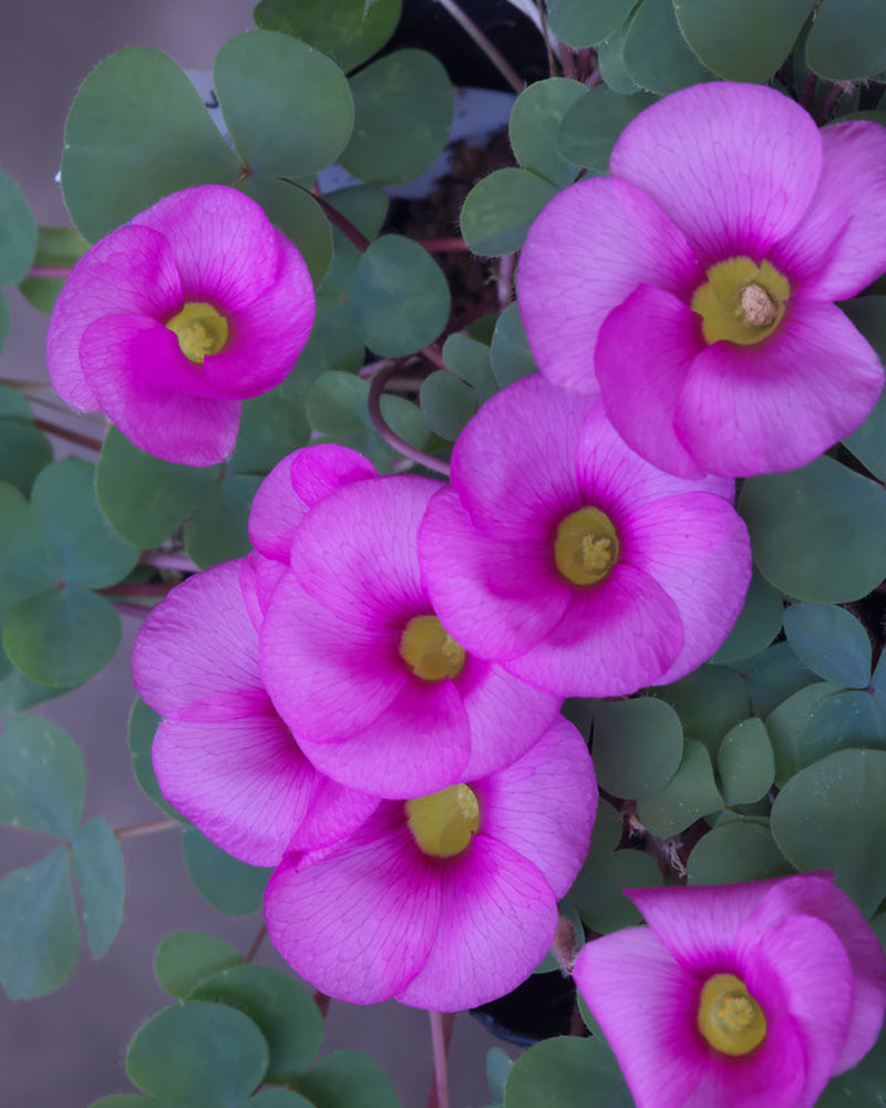 Plantogallery Oxalis Alba Flower Bulbs (Pink)