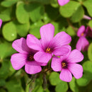 Oxalis Flowering Plant – Perfect for Terrace & Balcony Gardening