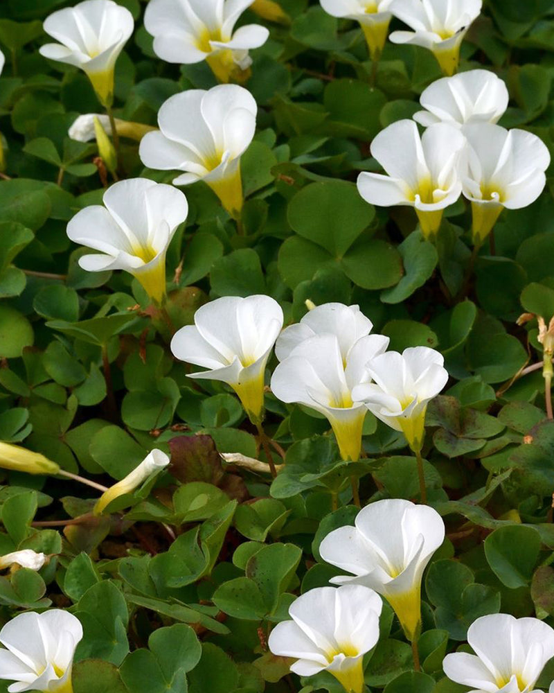 Plantogallery Oxalis Alba Purpurea Flower Bulbs (White)