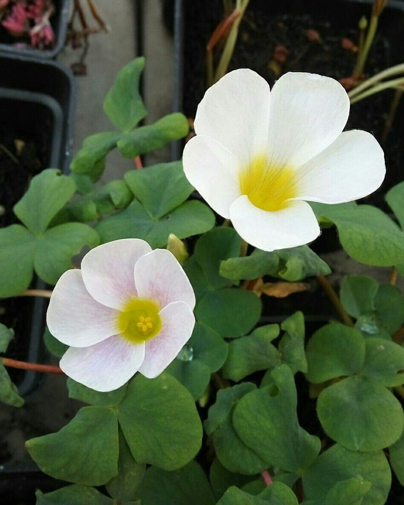 Plantogallery Oxalis Alba Purpurea Flower Bulbs (White)