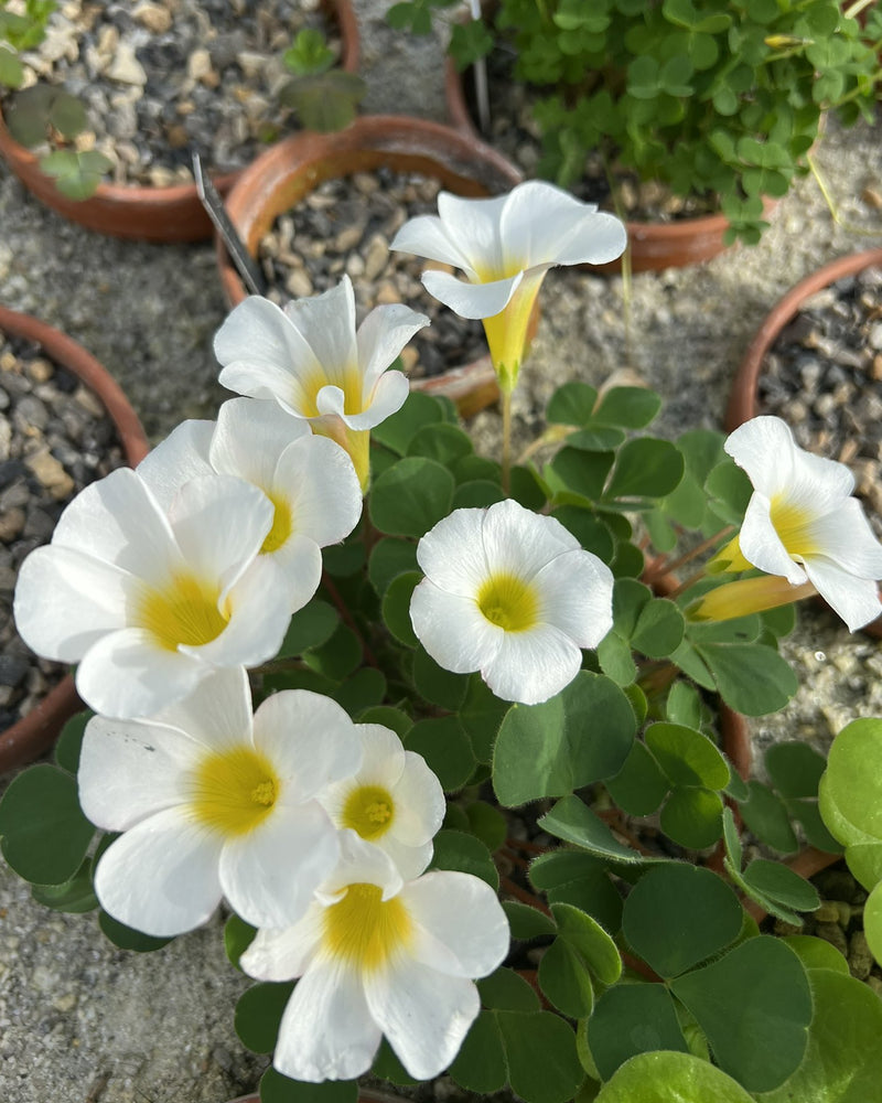 Plantogallery Oxalis Alba Purpurea Flower Bulbs (White)