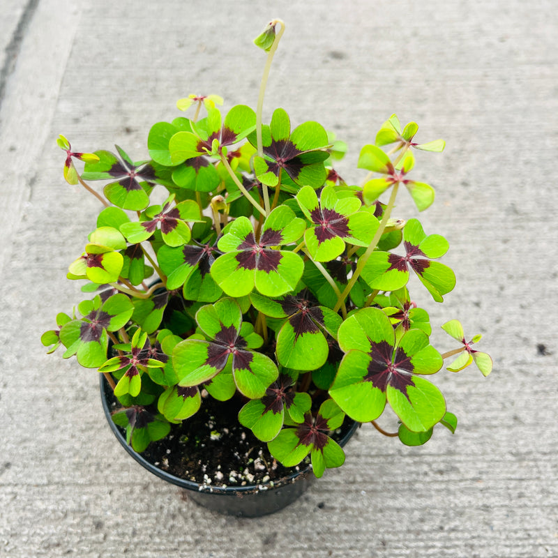 Plantogallery Oxalis Iron Cross Imported Flower Bulbs Size 3/4