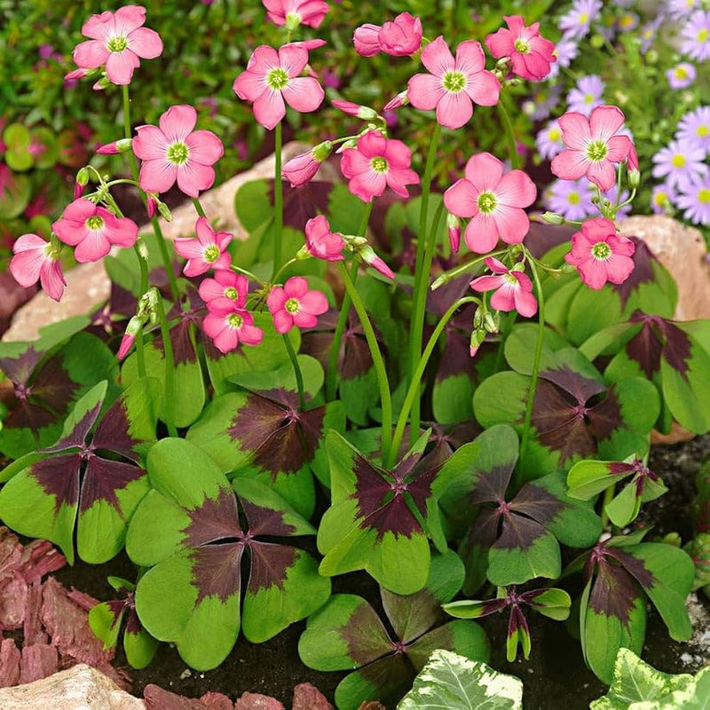 Plantogallery Oxalis Iron Cross Imported Flower Bulbs Size 3/4