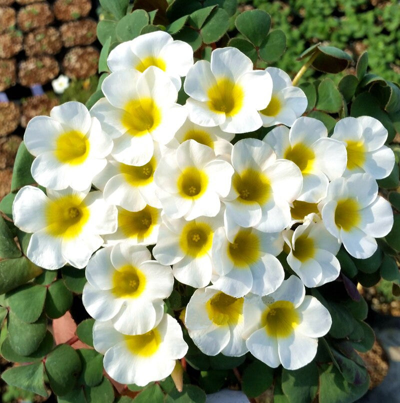 Plantogallery Oxalis Alba Flower Bulbs Size (Std)