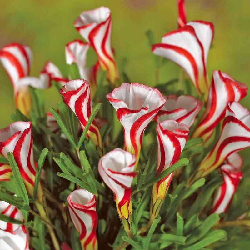 Plantogallery Oxalis Versicolor Flower Bulbs Size (Std)