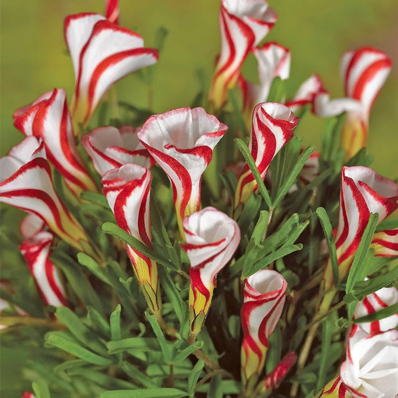 Plantogallery Oxalis Versicolor Flower Bulbs Size (Std)