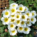 Oxalis Flowering Plant – Perfect for Terrace & Balcony Gardening