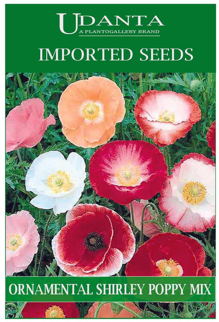 Udanta Imported Flower Seeds - Papavero Ornamental Shirley Poppy Flower Seeds - Qty 2Gm (Mix) Pack of 2 Pkt