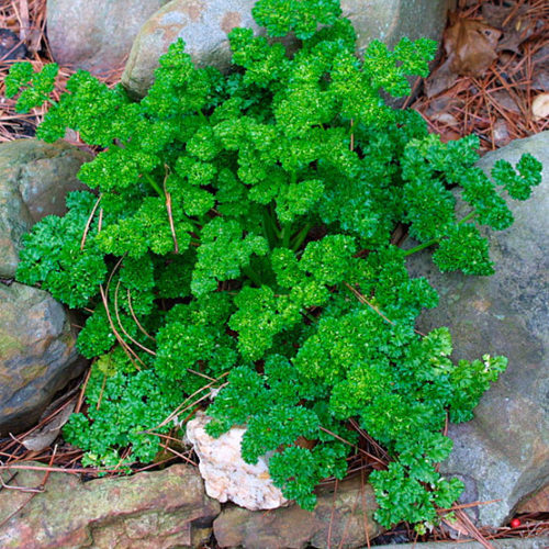 Parsley Seeds for Home Gardening - Pack of 50 Seeds