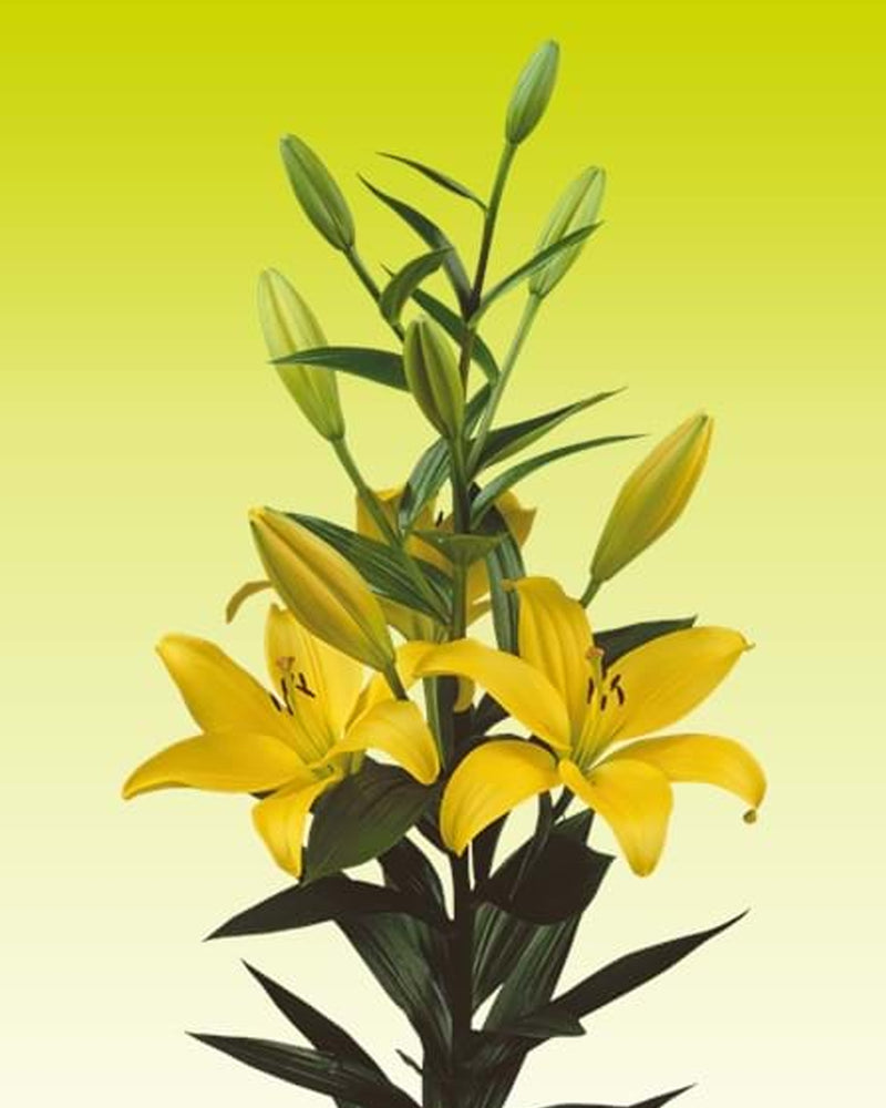 Plantogallery Lilium - Asiatic Lily Variety "Pavia" Size 14/16 (Yellow)