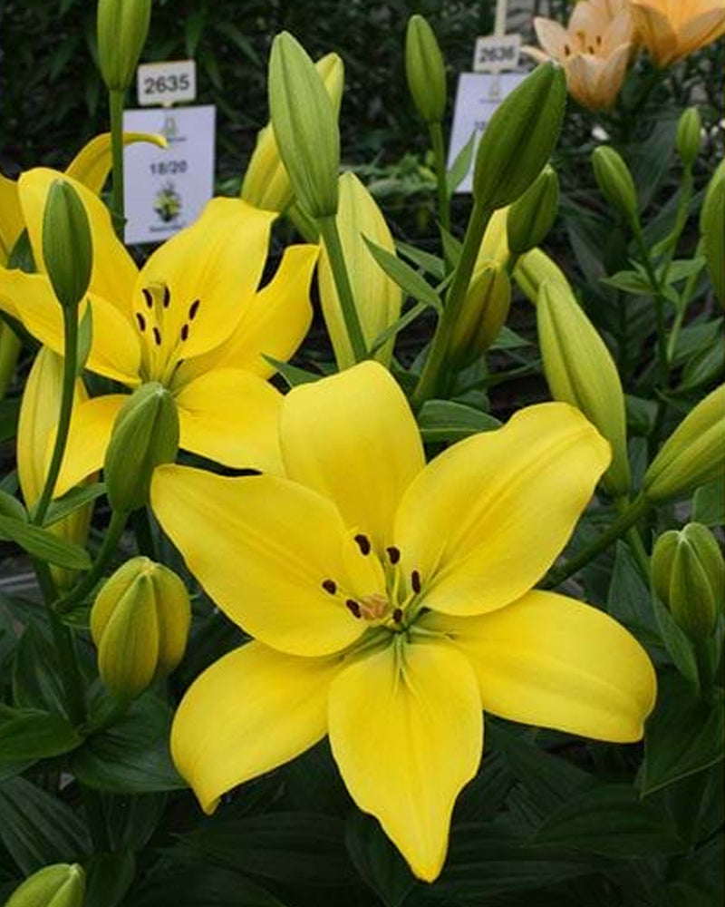 Plantogallery Lilium - Asiatic Lily Variety "Pavia" Size 12/14 (Yellow)