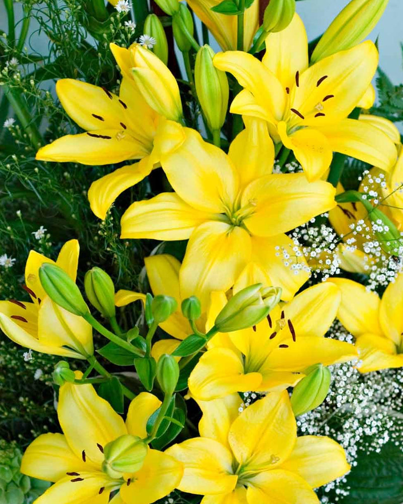 Plantogallery Lilium - Asiatic Lily Variety "Pavia" Size 12/14 (Yellow)