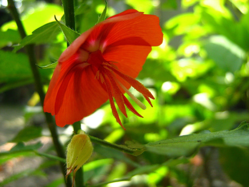 pentapetes red flower 