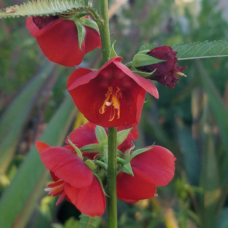 pentapetes flower