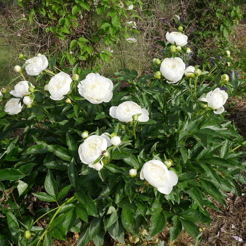 Plantogallery Peony Rhizomes Duchesse De Nemours Imported Flower Bulbs Size 12cm+