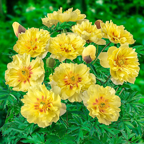 Plantogallery Peony Rhizomes Bartzella Yellow Imported Flower Bulbs Size 12cm+