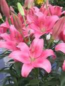 PLANTOGALLERY Asiatic Lily 12/14 Size Imported Flower Bulbs