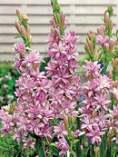 Plantogallery Rare Tall Pink Tuberose (Polianthes tuberosa / Rajnigandha) Flower Bulbs - Pack Of 1