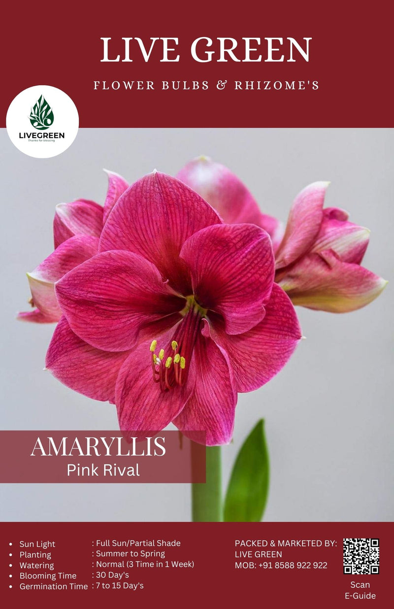 Imported Pink Rival - Amaryllis Lily Flower Bulbs and Rhizomes New Pack - Qty 1pcs (Pink) Live Green