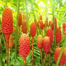 Shampoo Ginger Lily Rare Flower Bulbs For Your Garden