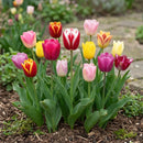 tulip-flower-bulb-imported