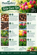 plantogallery-flower-caring