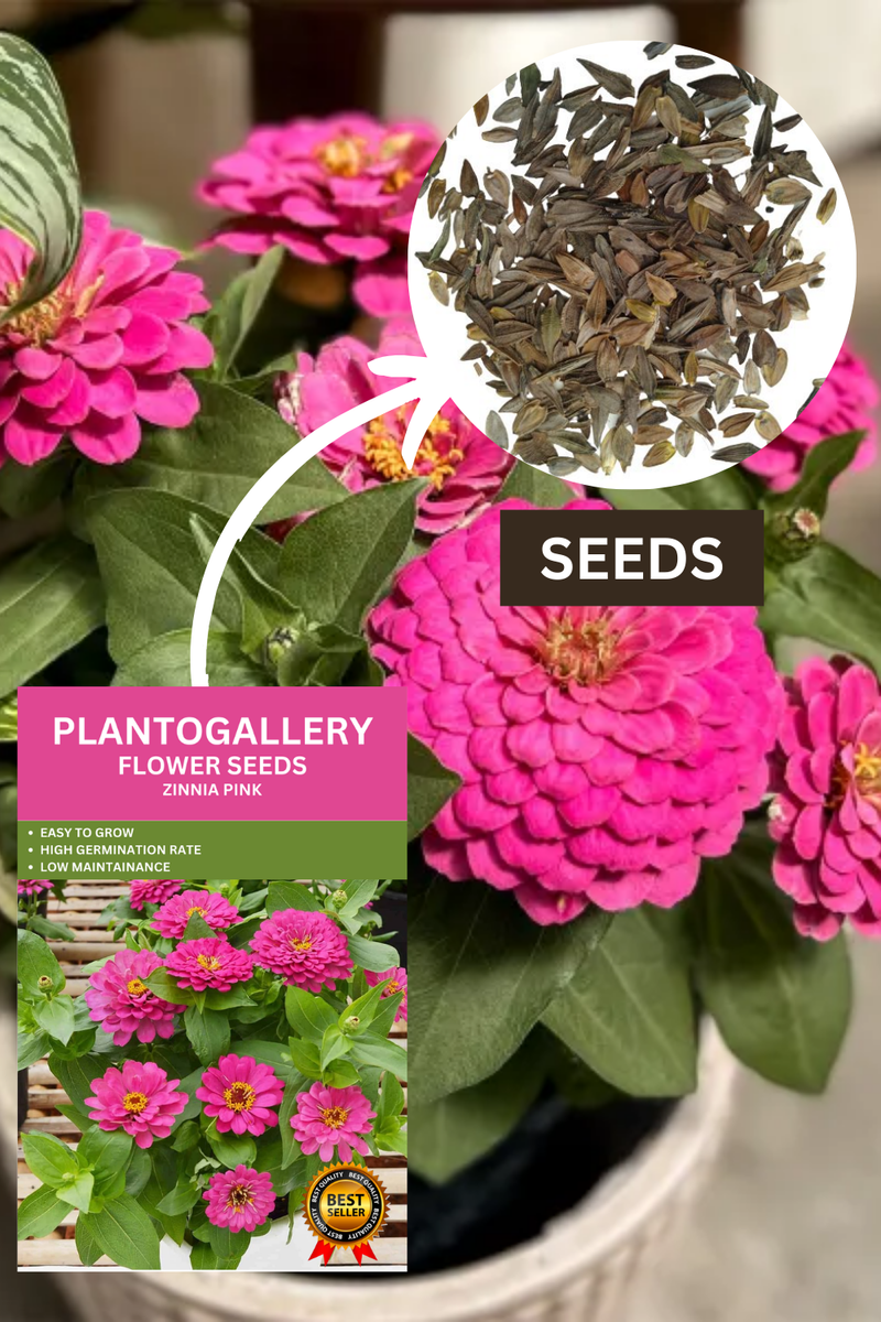 zinnia-pink-flower-seeds-plantogallery