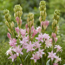 Plantogallery Rare Tall Pink Tuberose (Polianthes tuberosa / Rajnigandha) Flower Bulbs - Pack Of 1