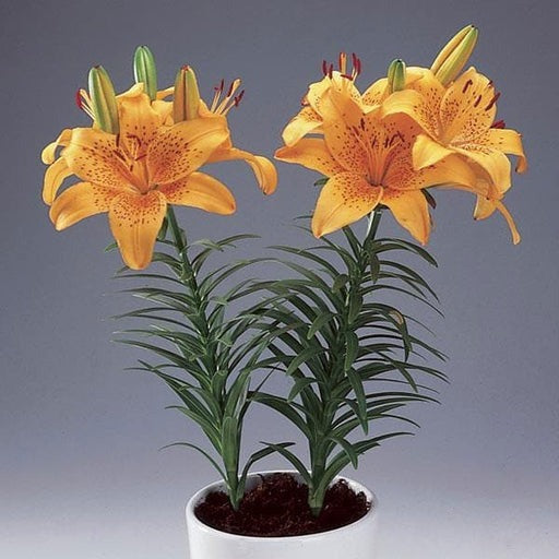 Plantogallery Pot Lillium "Golden Orange" Pack of 5 Bulbs Size 10/12