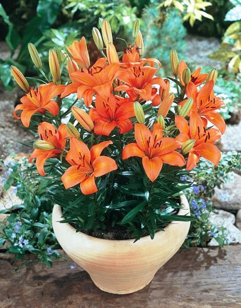 Plantogallery Pot Lillium "Golden Orange" Pack of 5 Bulbs Size 10/12