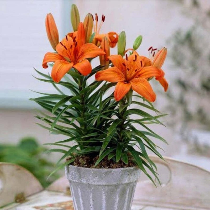 Plantogallery Pot Lillium "Golden Orange" Pack of 5 Bulbs Size 10/12