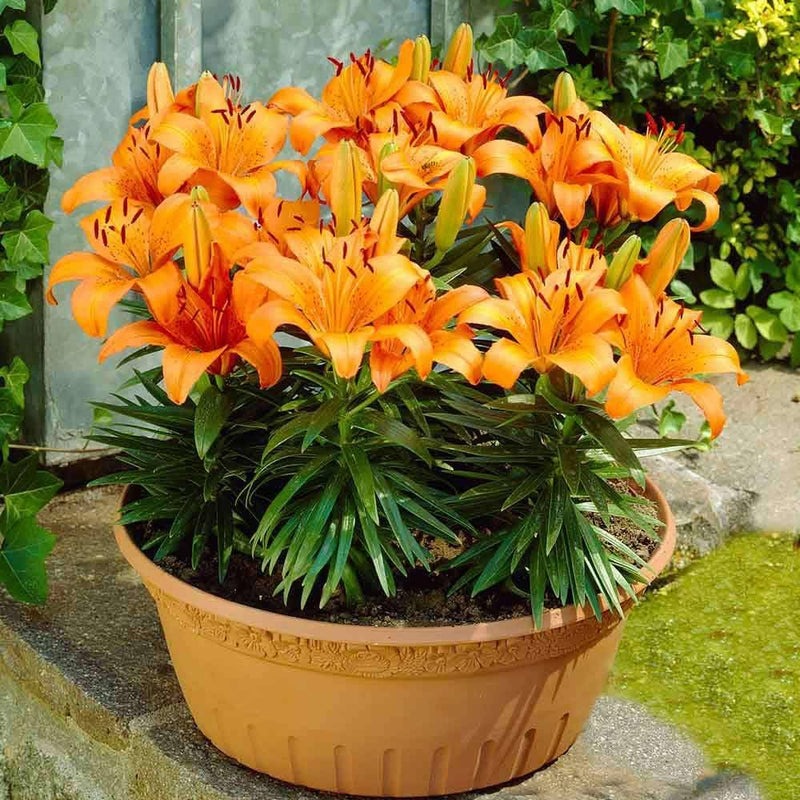 Plantogallery Pot Lillium "Golden Orange" Pack of 5 Bulbs Size 10/12