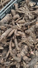 Imported Peony Flower Bulbs ( Kanas)  | Buy Original Peony Bulbs Online – Plantogallery