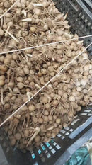 Imported Curcuma Alismatifolia Siam Tulip Flower Bulbs - Variety Solar (Light Pink)