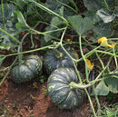 Kaddu - Pumpkin Seeds for Home Gardening - Pack of 20 Seeds