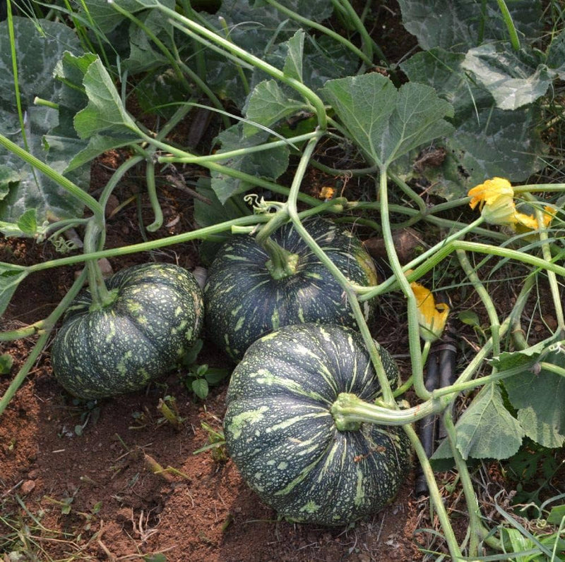 Kaddu - Pumpkin Seeds for Home Gardening - Pack of 20 Seeds