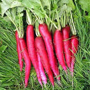 Mooli Lal Lambi - Radish Red Long Seeds for Gardening - Pack of 50 Seeds