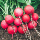 Mooli Lal Gol - Radish Red Round Seeds for Home Gardening - Pack of 50 Seeds