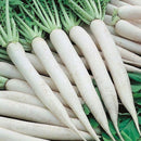 Mooli Safed Lambi - Radish White Long Seeds for Kitchen Gardening - Pack of 100 Seeds
