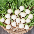 Mooli Safed Gol - Radish White Round Seed for Gardening - Pack of 50 Seeds