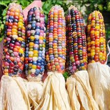 rainbow corn seeds